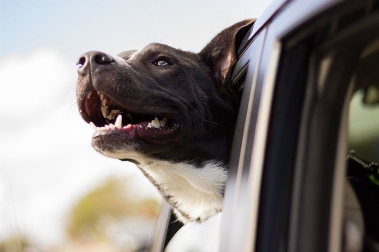 Des métiers qui ont du « chien »